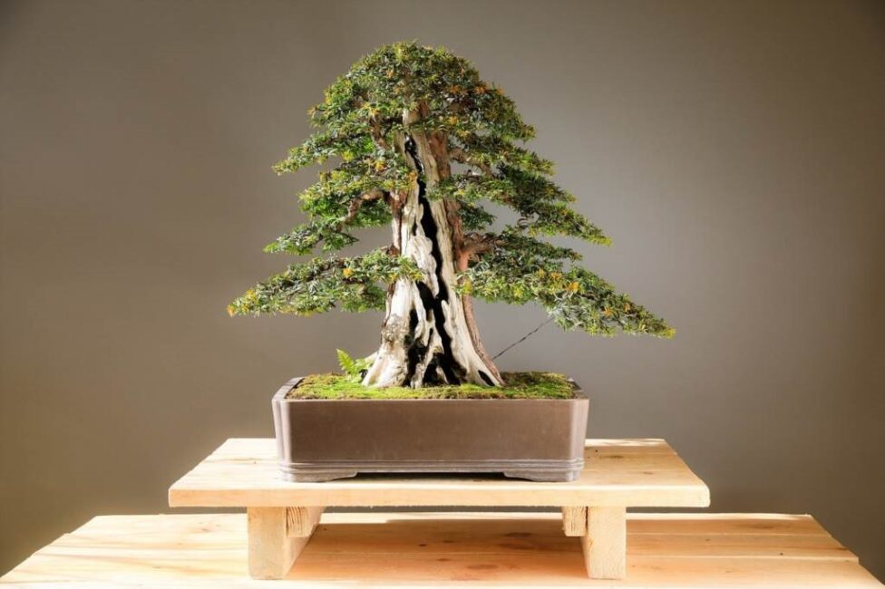 jak przycinać sosnę na bonsai