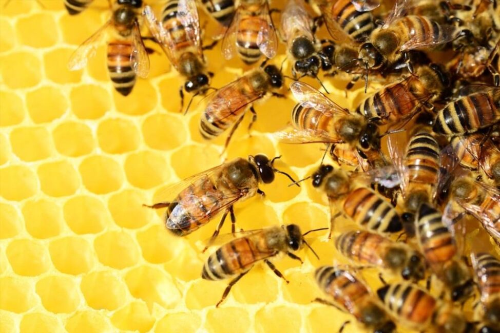 jak wykonać odkład pszczeli