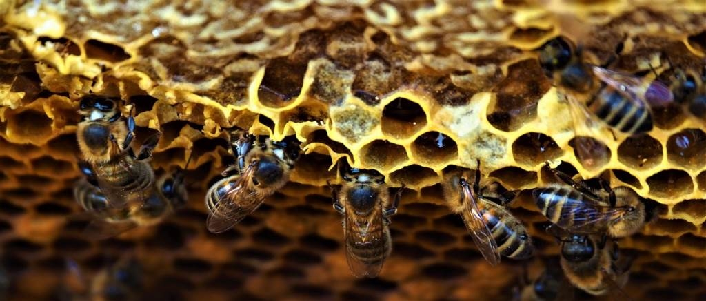 odkłady pszczele jak zrobić