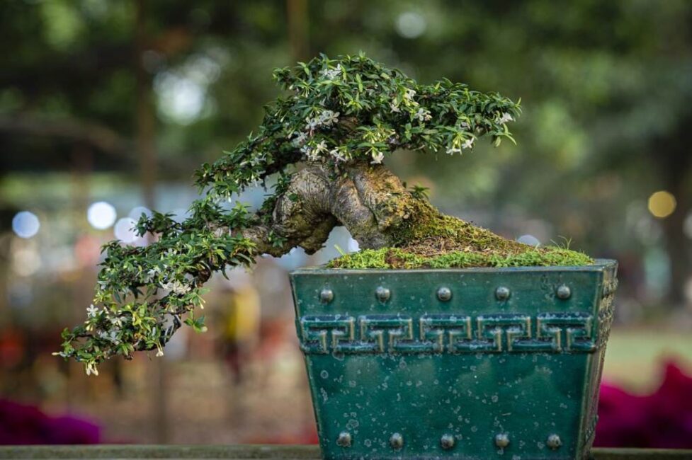 sosna bonsai przycinanie